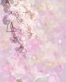 さくらとうちの子
