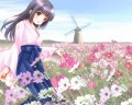 コスモスの園へようこそ！